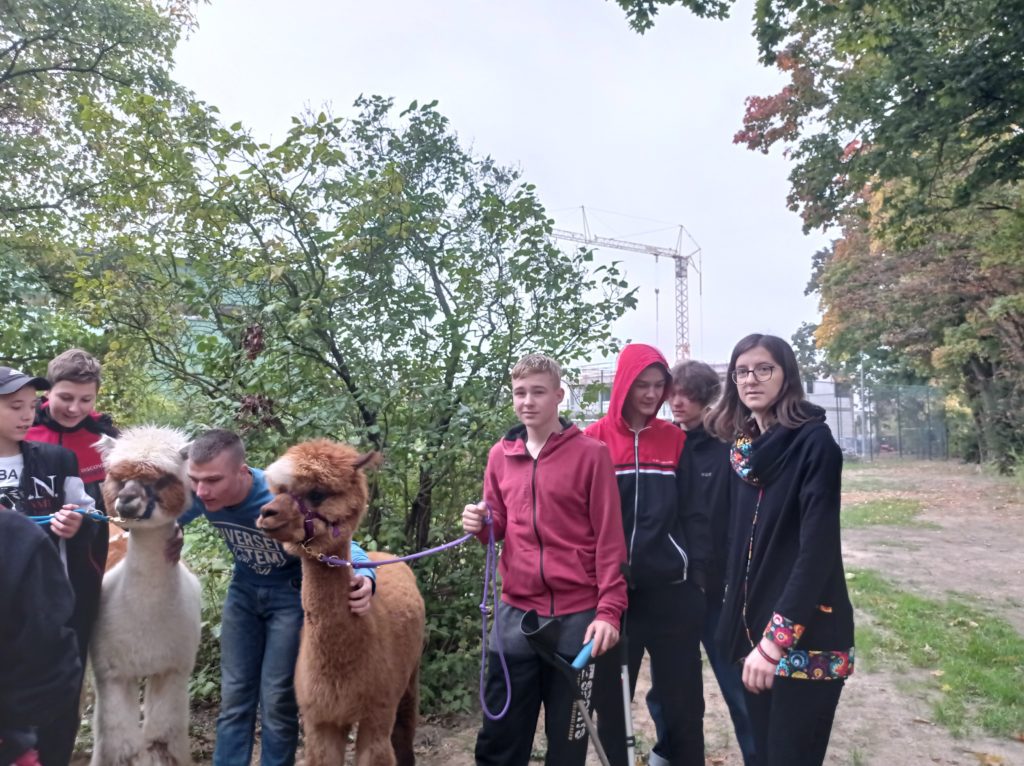 Alpaki w ZPR-S Oława